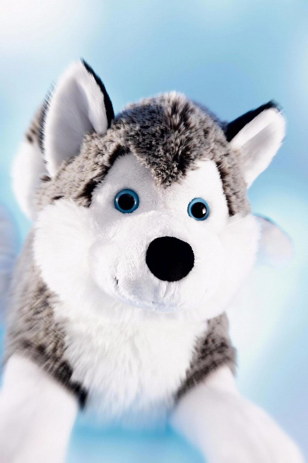 Schaffer 4741 Schlittenhund Polarhund Husky Ca 24cm Kuscheltier Plüschtier 2 Schaffer 4741 Schlittenhund Polarhund Husky Ca 24cm Kuscheltier Plüschtier – Bild 2